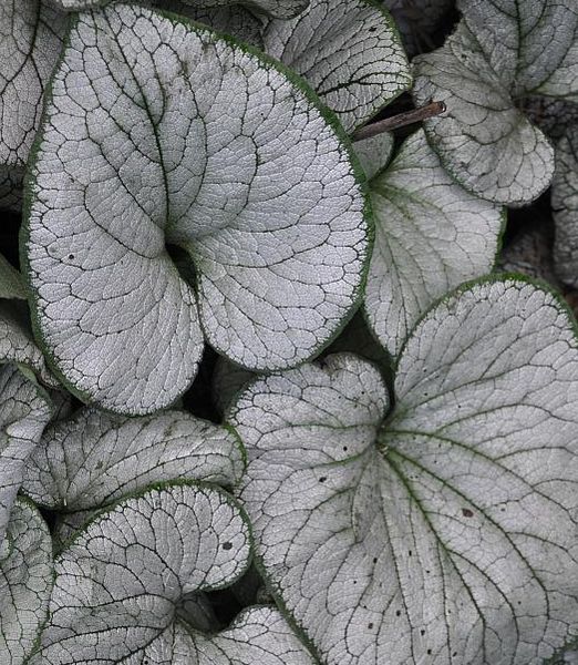 'Brunnera macrophylla 'Silver Heart''